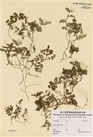 藏品(Vicia pyrenaica Pourret.)的圖片